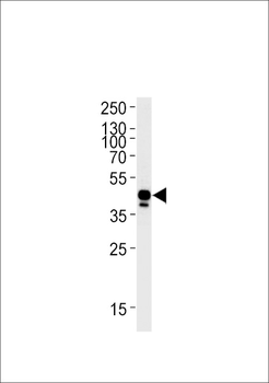 Zebrafish efnb2a Antibody (Center)