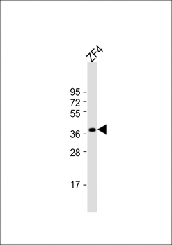 Zebrafish efnb2a Antibody (Center)