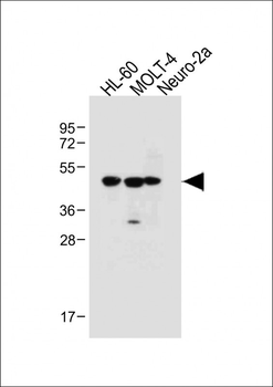 BLMH Antibody (Center)