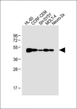 BLMH Antibody (Center)