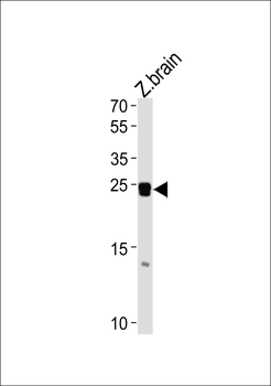 Zebrafish neurog1 Antibody (Center)