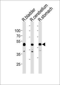 R Cbwd1 Antibody (C-term)