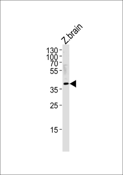 Zebrafish hey2 Antibody (C-term)