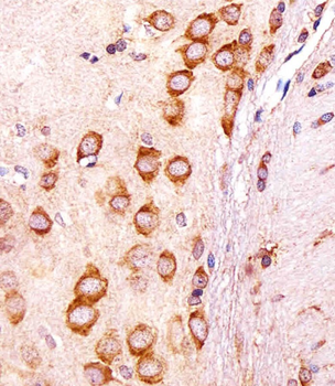 R Cgref1 Antibody (C-term)