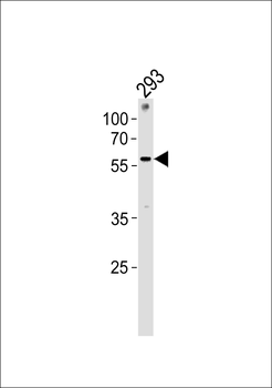 ZNF76 Antibody (C-term)