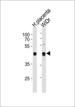 SAP30BP Antibody (Center)