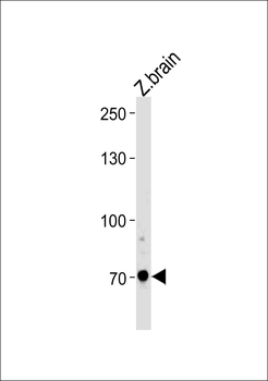 Zebrafish arnt2 Antibody (Center)