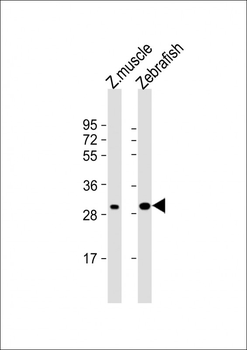 Zebrafish hoxc9a Antibody (C-term)