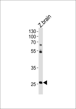 DANRE hoxc4a Antibody (C-term)