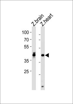 Zebrafish hoxa1a Antibody (Center)