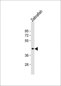 Zebrafish hoxa1a Antibody (Center)