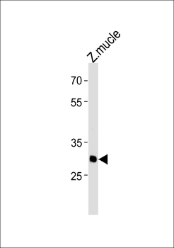Zebrafish hmx3 Antibody (Center)