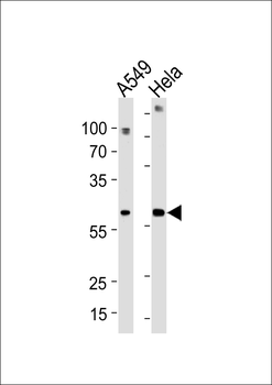 FAM50A Antibody (C-term)