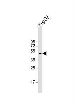 BCL6B Antibody (Center)