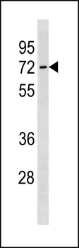 SLC7A4 Antibody (C-term)