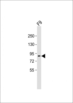 SUZ12 Antibody (C-term)