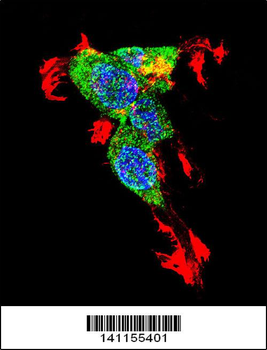 CTNNB1 Antibody (N-term)