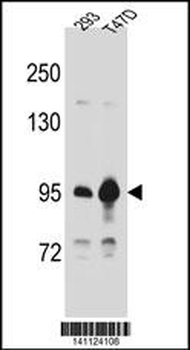 CTNNB1 Antibody (C-term)