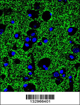 SYP Antibody(C-term)