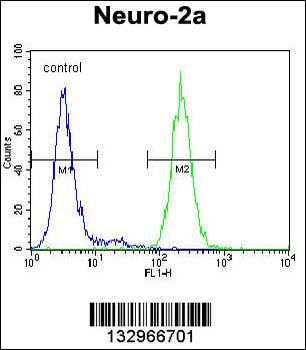 SYP Antibody(C-term)