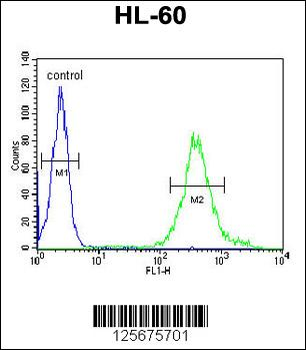 M11D1 Antibody (N-term)