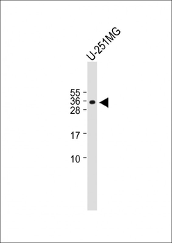 BASP1 Antibody (Center)
