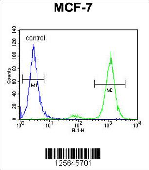 CNPY2 Antibody (C-term)
