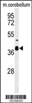 CC058 Antibody (Center)
