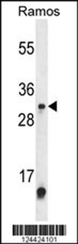 METTL1 Antibody (Center)