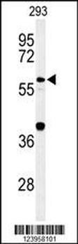 CDC45L Antibody (Center)