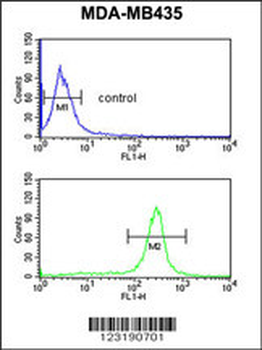 GSTK1 Antibody (Center)
