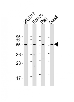 FCRL4 Antibody (C-term)