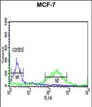 ETS2 Antibody (Center)