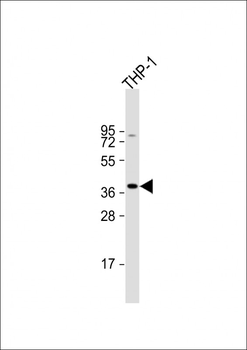 TM173 Antibody (C-term)
