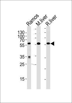 GPI Antibody (C-term)