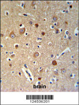 HSPA12A Antibody (Center)