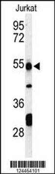 PRUNE Antibody (C-term)