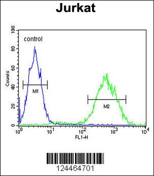 PRUNE Antibody (C-term)