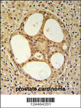 PRUNE Antibody (C-term)