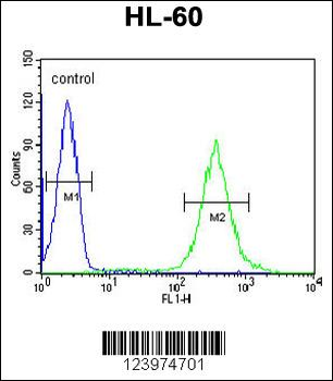 GDA Antibody (N-term)