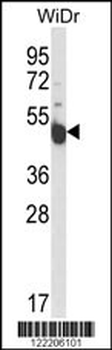 INSC Antibody (Center)