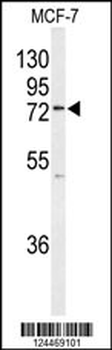 K0776 Antibody (Center)