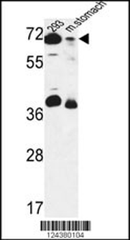 ERF3B Antibody (Center)