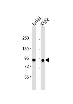 SPN Antibody (Center)