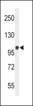 MICAL2 Antibody (N-term)