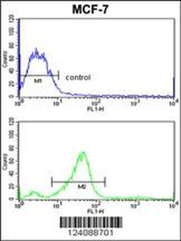 CHMP4B Antibody (N-term)