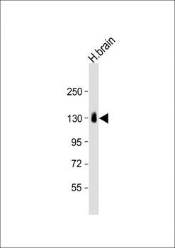 CNTN1 Antibody (Center)