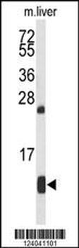 HBA2 Antibody (Center)