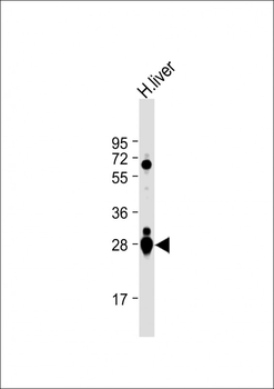 GSTA2 Antibody (N-term)