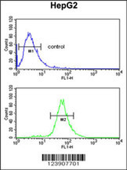 FBXL5 Antibody (N-term)